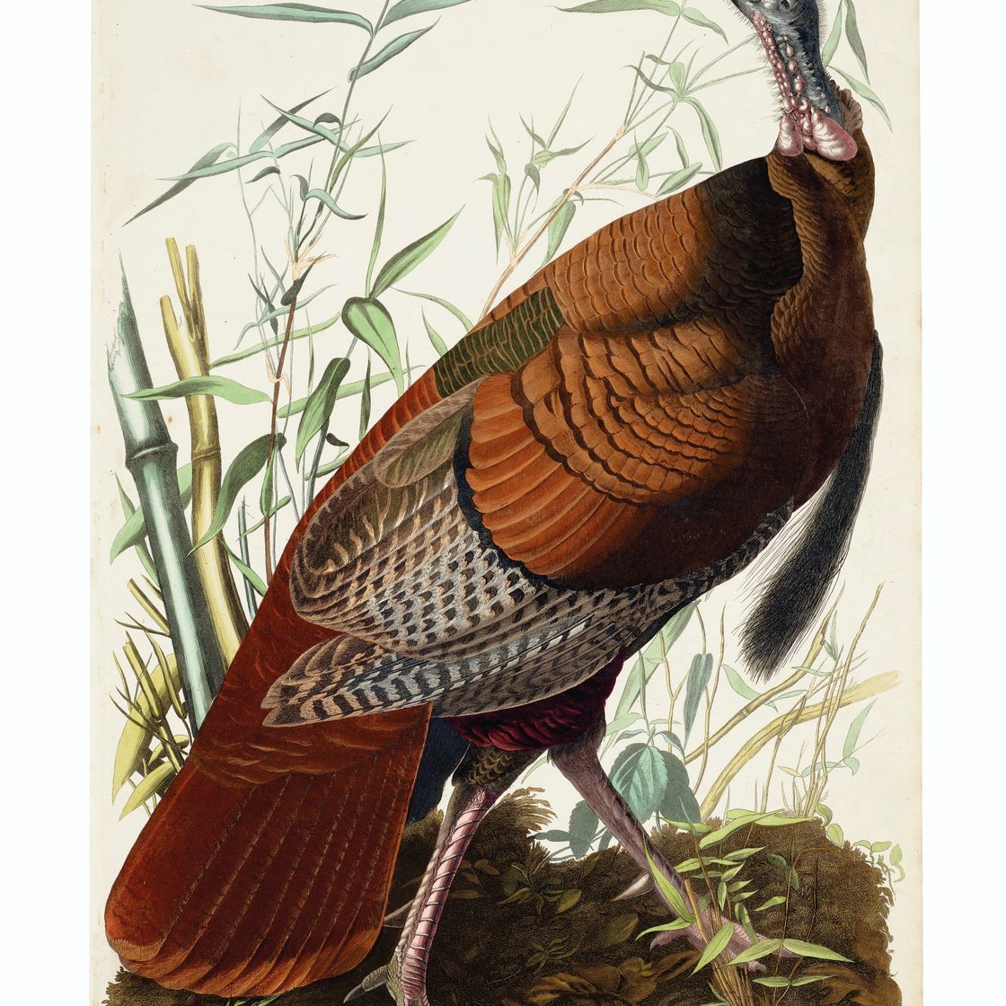 John James Audubon — Одюбон, 1830 год