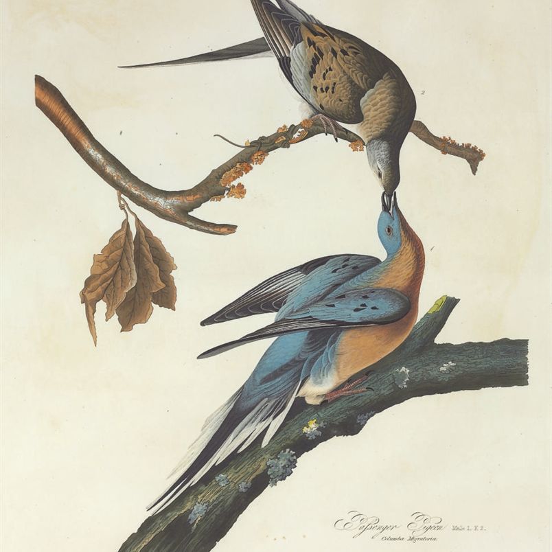 John James Audubon — Странствующий голубь (фото 62) Columba migratoria