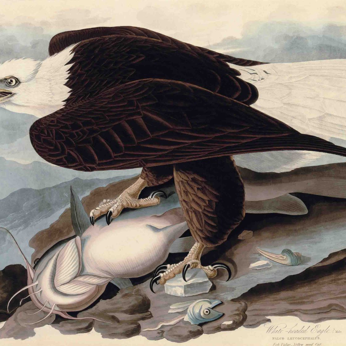 John James Audubon — Белоголовый орел (фото 31) Falco leucocephalus, вариант 1