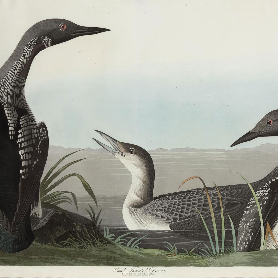 John James Audubon — Чернозобый ныряльщик (пластинка CCCXLVI) Colymbus arcticus