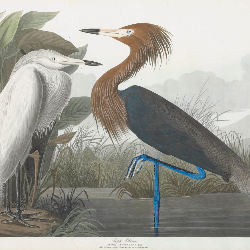 John James Audubon — Пурпурная цапля (Plate CCLVI) Ardea Rufescens, вариант 1