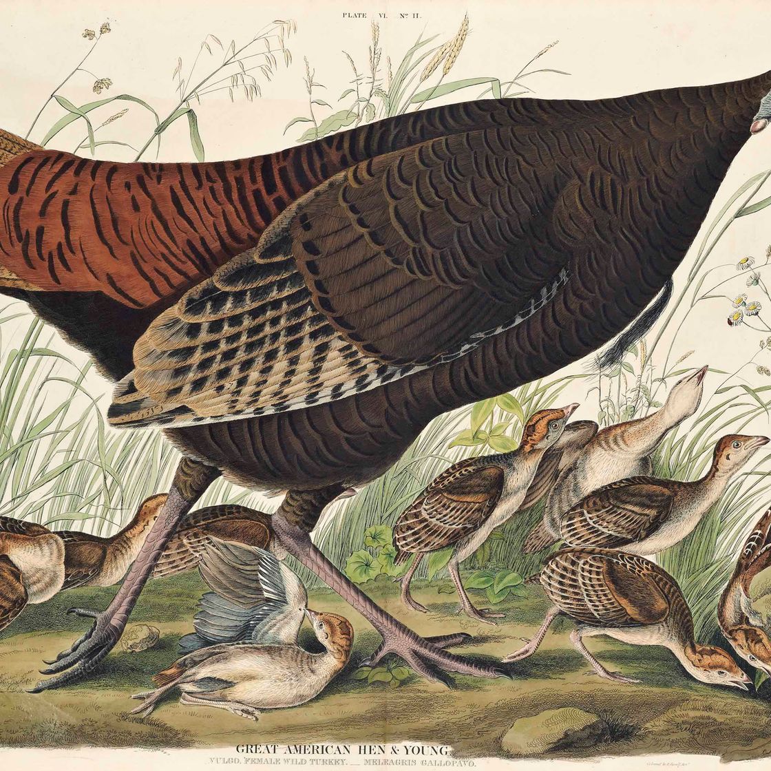 John James Audubon — Большая американская курица и молодняк. Обыкновенная самка дикой индейки. Мелагрис галлопаво. (Фото VI)