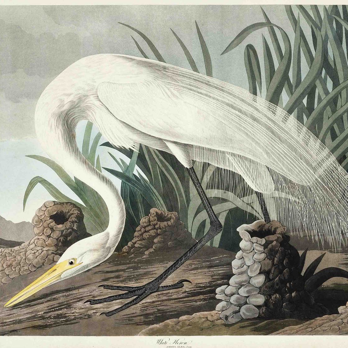 John James Audubon — Белая цапля (Ardea alba), фото CCCLXXXVI