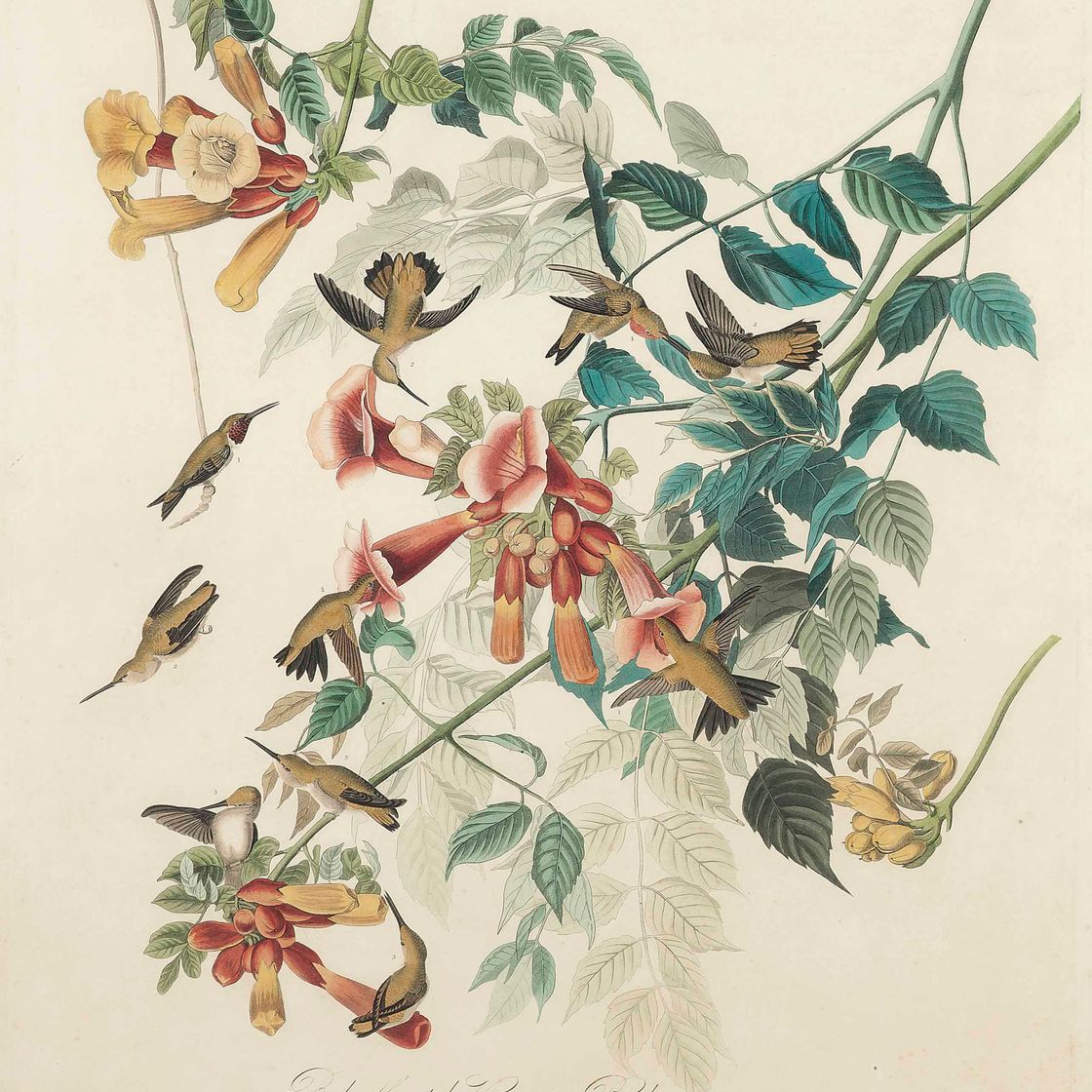 John James Audubon — Колибри с рубиновым горлом, Trochilus Colubris (фото 47)