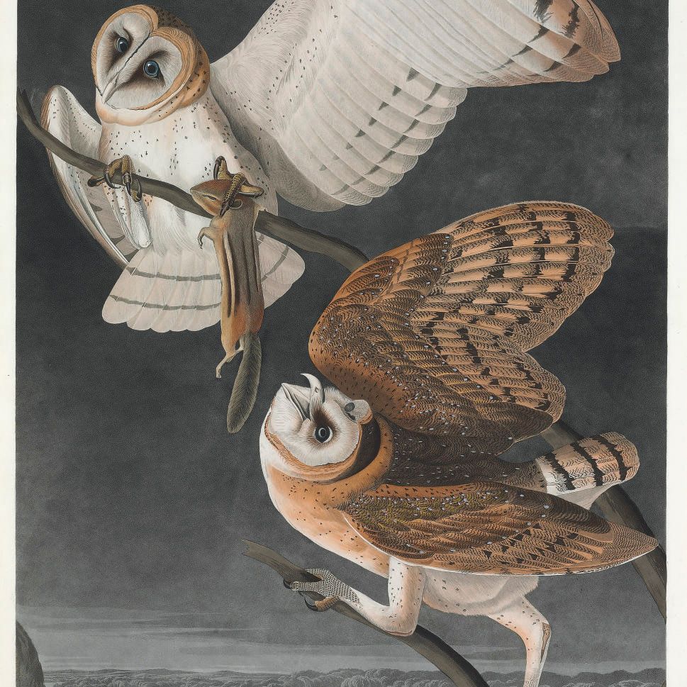 John James Audubon — Сипуха (пластинка CLXXI) Strix flammea