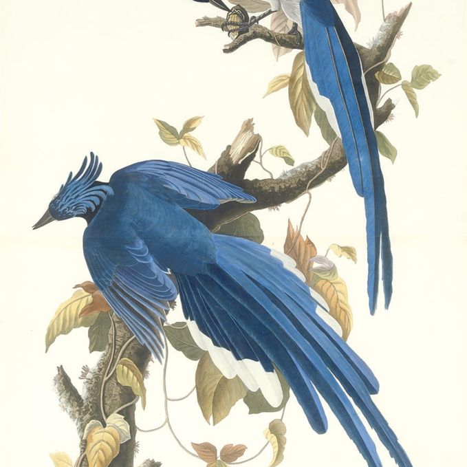 John James Audubon — Колумбийская сойка (фото 96) Garrulus ultramarinus
