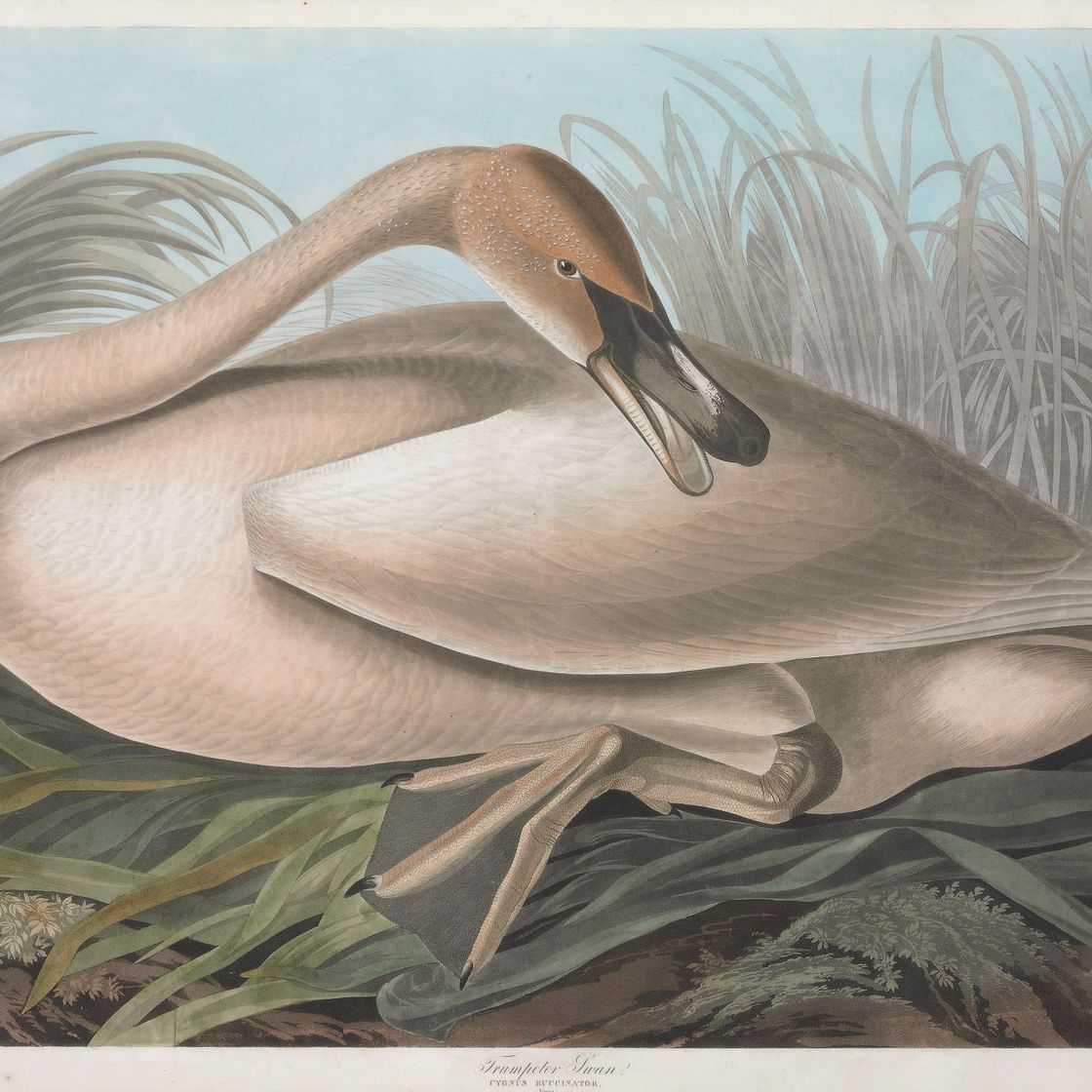 John James Audubon — Лебедь-трубач (фото CCCLXXVI) Cygnus buccinator