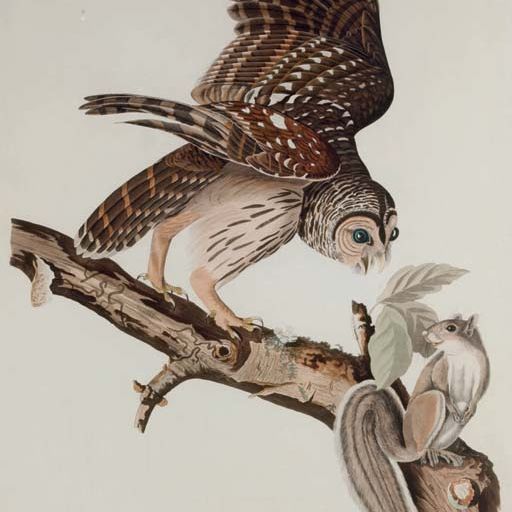 John James Audubon — Полосатая сова (фото 46) Strix nebulosa, вариант 1