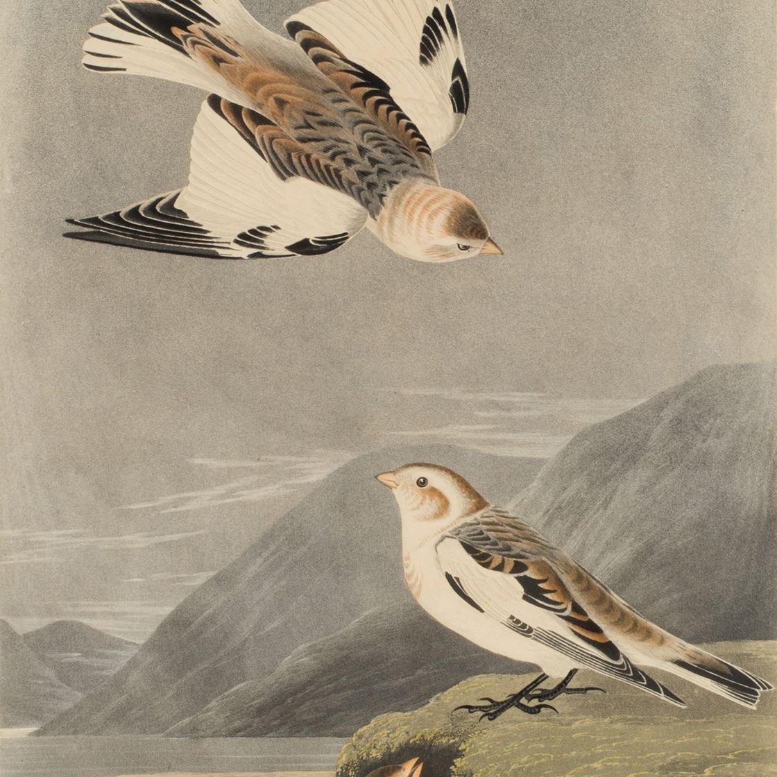 John James Audubon — Снежная овсянка (Plate CLXXXIX) Plectrophenax nivalis