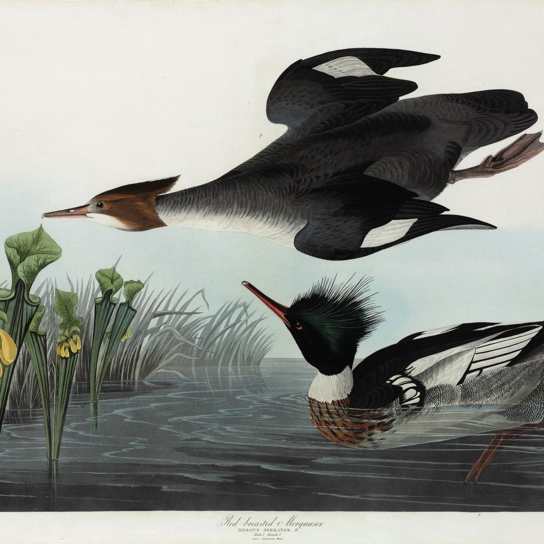 John James Audubon — Красногрудый мергансер (Plate CCCCI) Mergus serrator