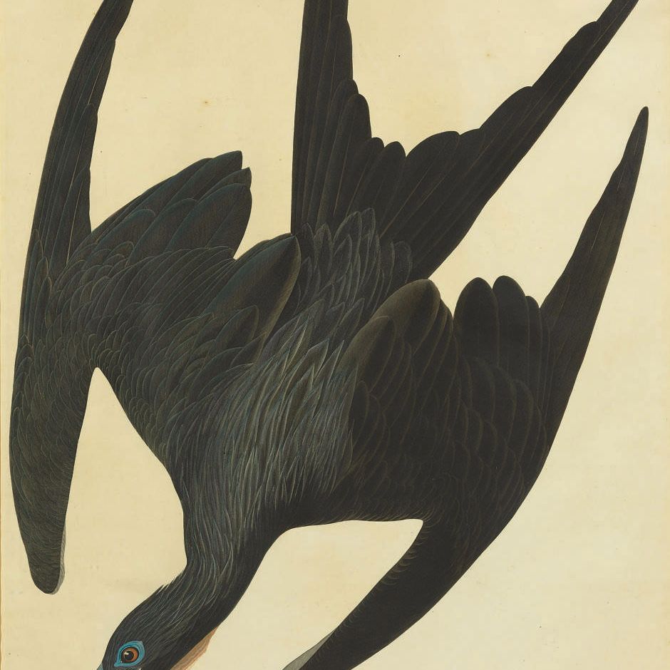 John James Audubon — Фрегат-пеликан (тарелка CCLXXI) Tachypetes aquilus