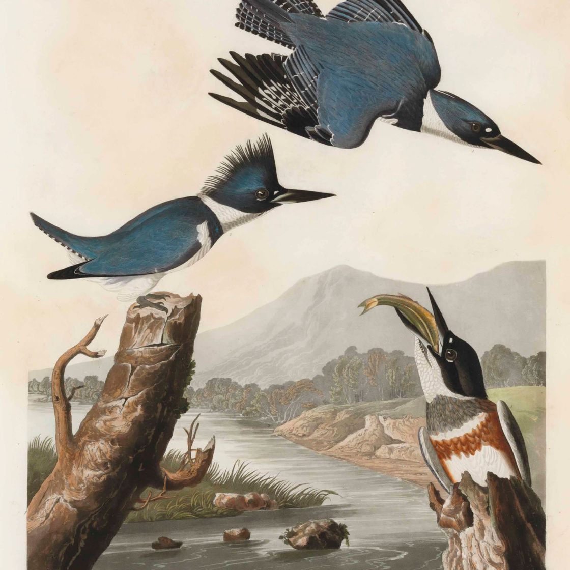 John James Audubon — Зимородок с поясом (пластина LXXVII) Цериловый альцион, вариант 2