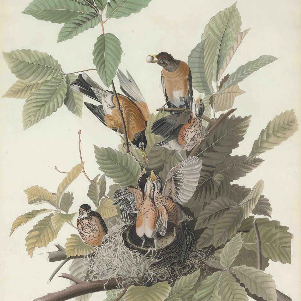 John James Audubon — Американская малиновка (пластинка CXXXI) Turdus migratorius