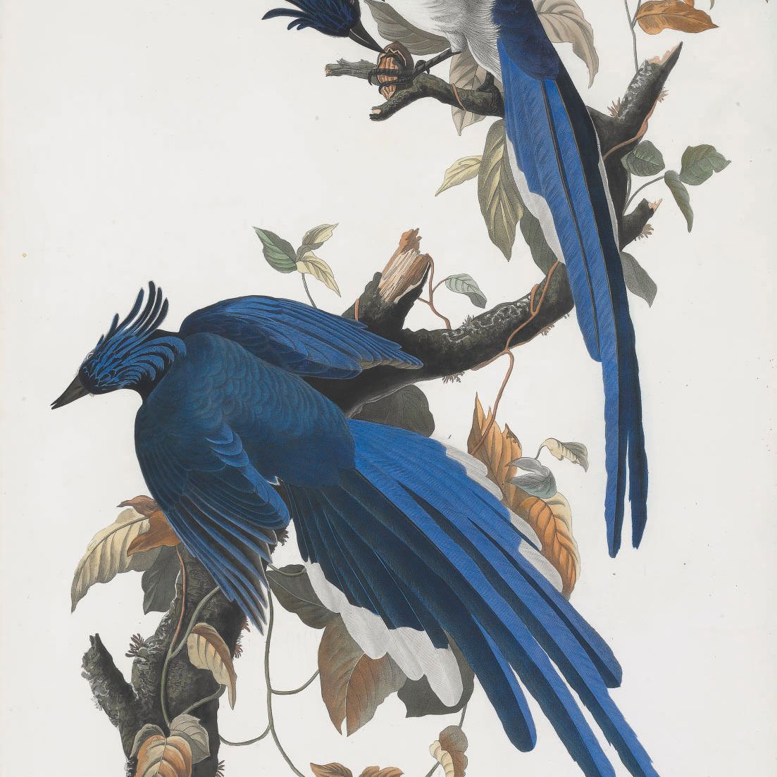 John James Audubon — Кумб-сойка (фото 96) Garrulus ultramarinus, вариант 1