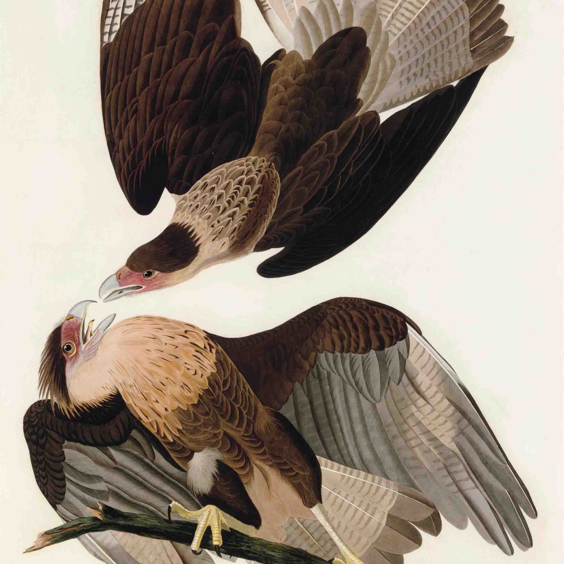 John James Audubon — Бразильский каракаровый орел (пластинка CLXI) Polyborus vulgaris