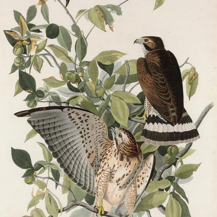 John James Audubon — Ширококрылый ястреб (Plate XCI) Falco Pennsylvanicus