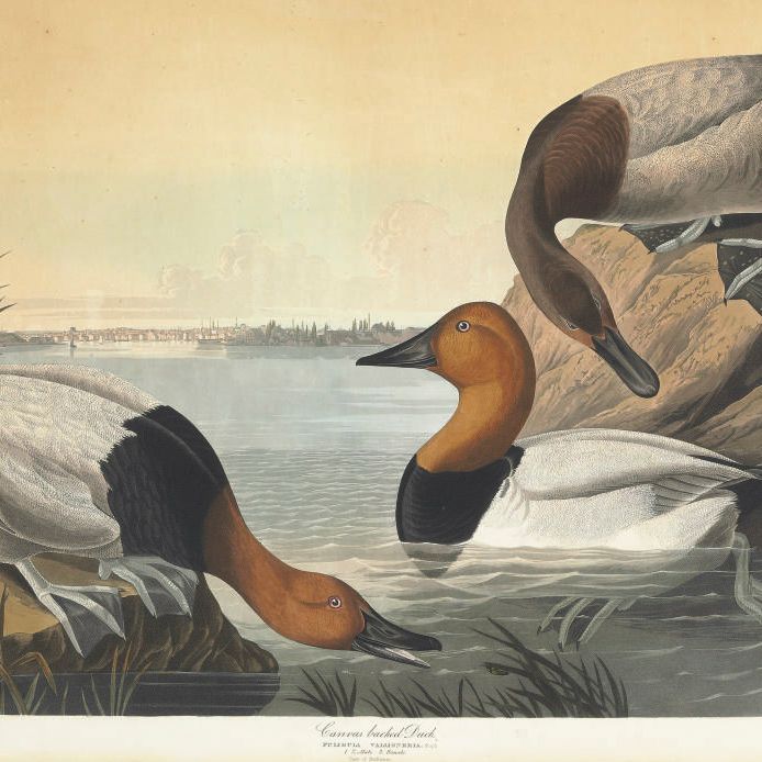 John James Audubon — Утка с холщовой спинкой (Plate CCCI) Fuligula vallisneria