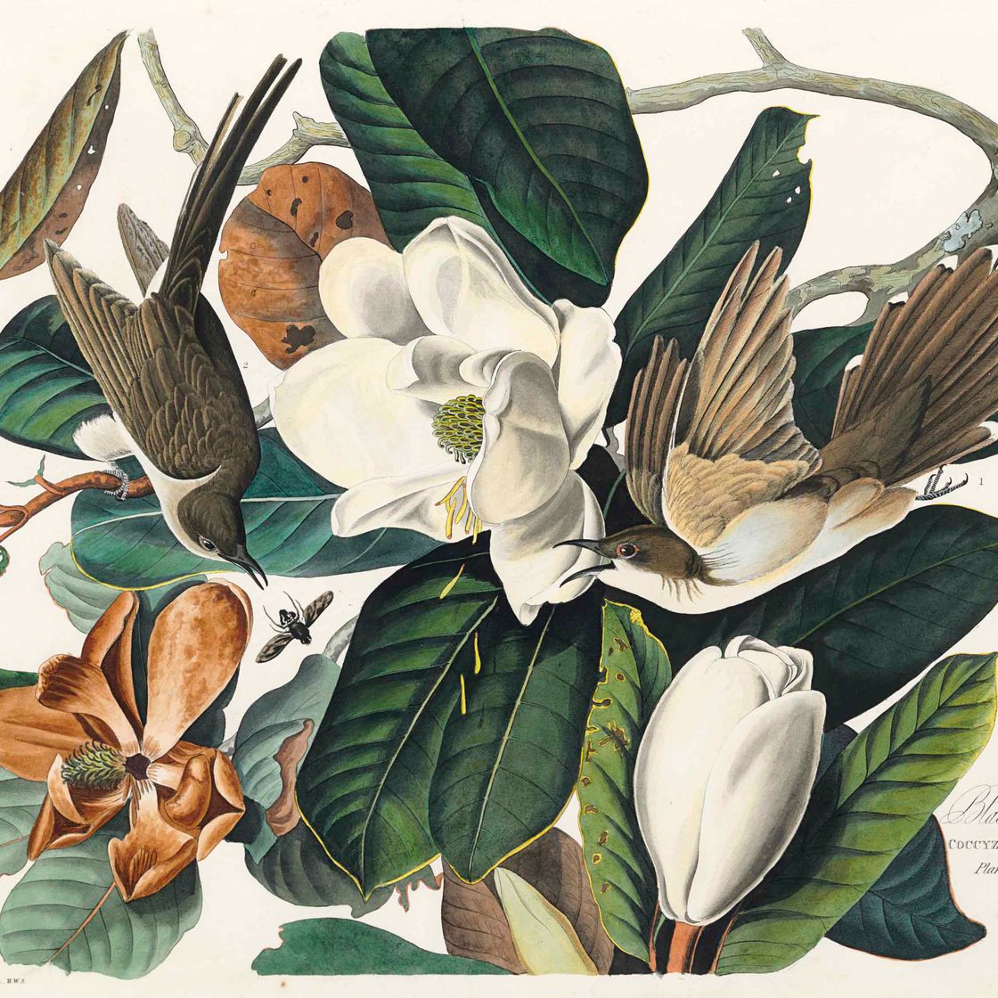 John James Audubon — Черноклювая кукушка (фото XXXII) Coccyzus erythrophthalmus, вариант 1