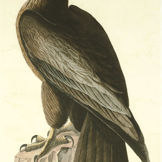 John James Audubon — Птица Вашингтона, или Большой американский морской орел (фото 11) Falco washingtoniensis, вариант 1