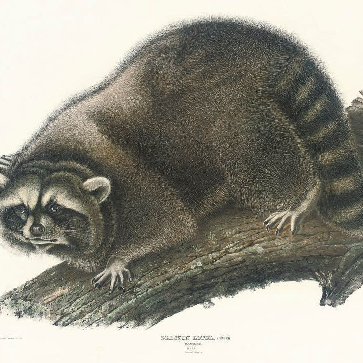 John James Audubon — Енот-самец; виргинский опоссум; Песец; техасский скунс; неотома Скалистых гор; Кольчатая белка-сурок; и лисица-сквирел