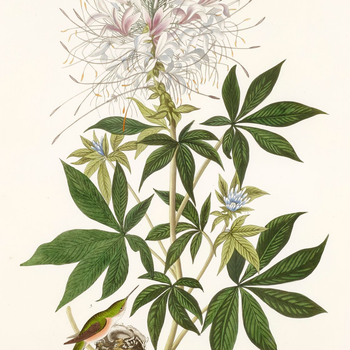 John James Audubon — Колибри с гофрированной шеей (фото CCCLXXIX) Рыжеватый колибри, Selasphorus rufus