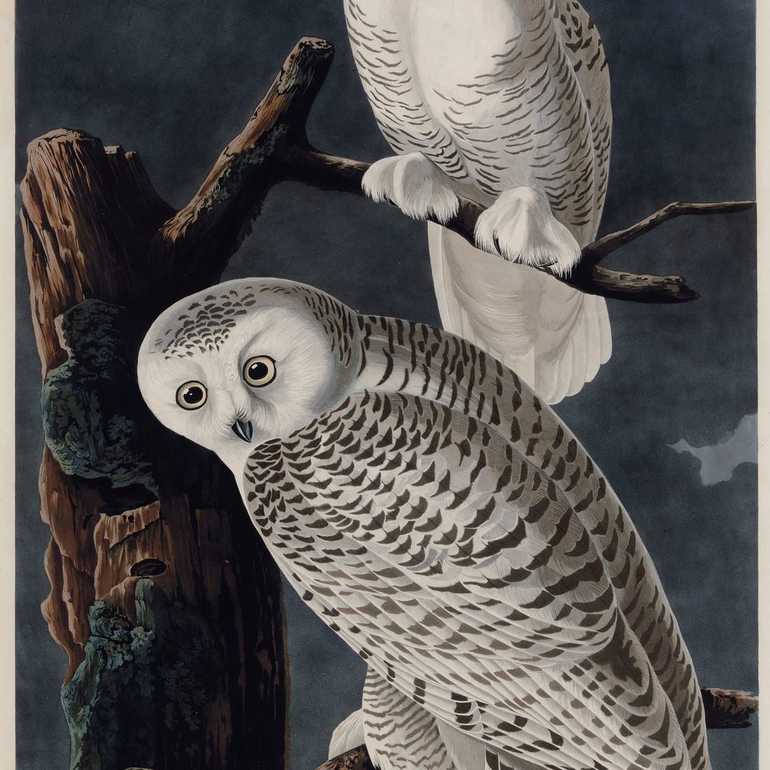 John James Audubon — Снежная сова (пластинка CXXI) Strix nyctea