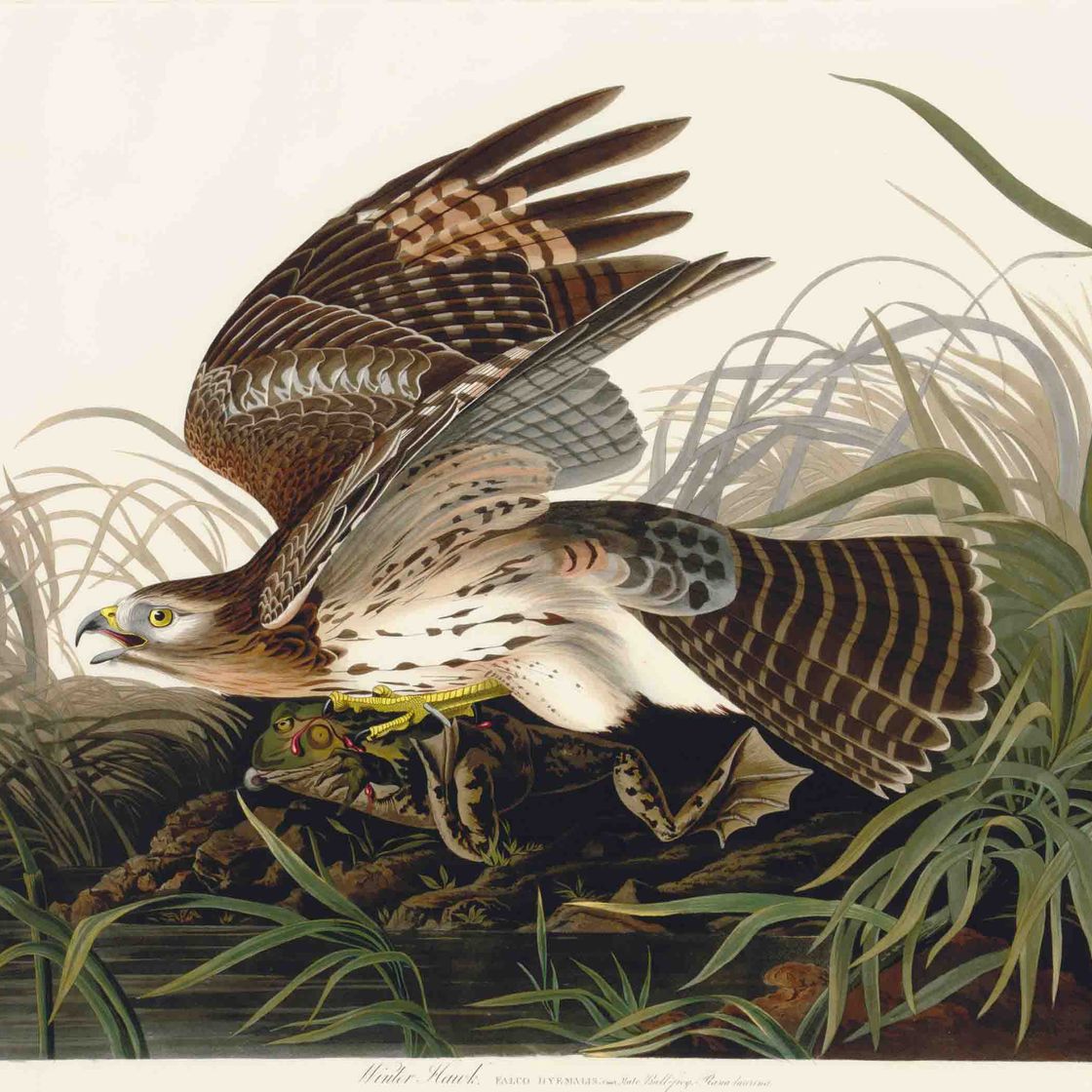 John James Audubon — Зимний ястреб (пластинка LXXI) Circus hyemalis, вариант 1