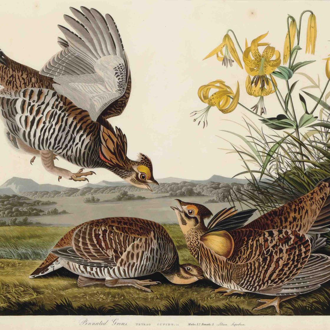 John James Audubon — Pinnated Grous (Plate CLXXXVI) Lilium superbum