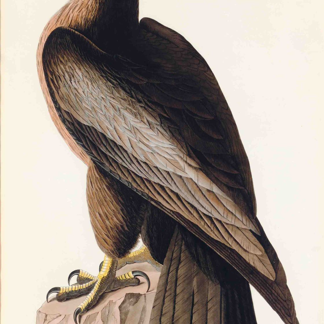 John James Audubon — Птица Вашингтона, или Большой американский морской орел (фото 11) Falco washingtoniensis, вариант 1
