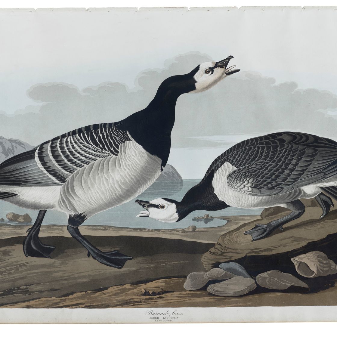 John James Audubon — Гусь-ракушка (тарелка CCXCVI) Branta leucopis