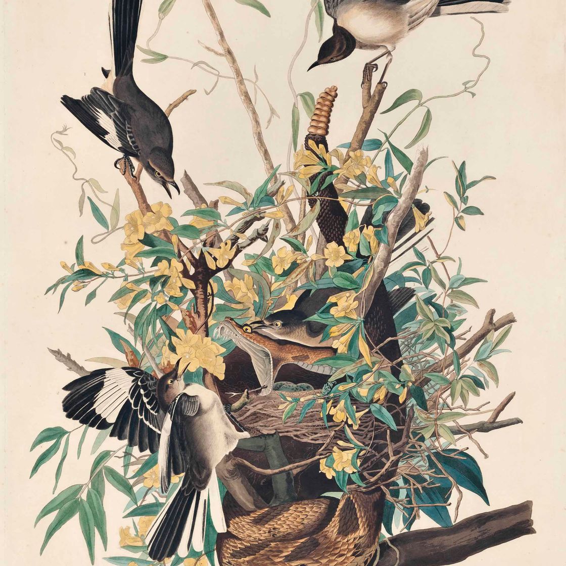 John James Audubon — Птица-пересмешник, Turdus Polyglottus (фото 21)