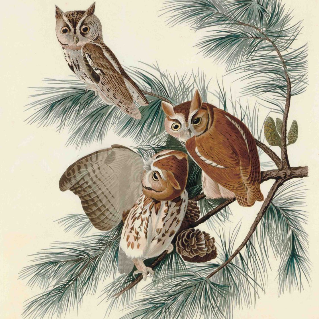 John James Audubon — Маленькая визжащая сова (фото XCVII) Strix asio, вариант 2