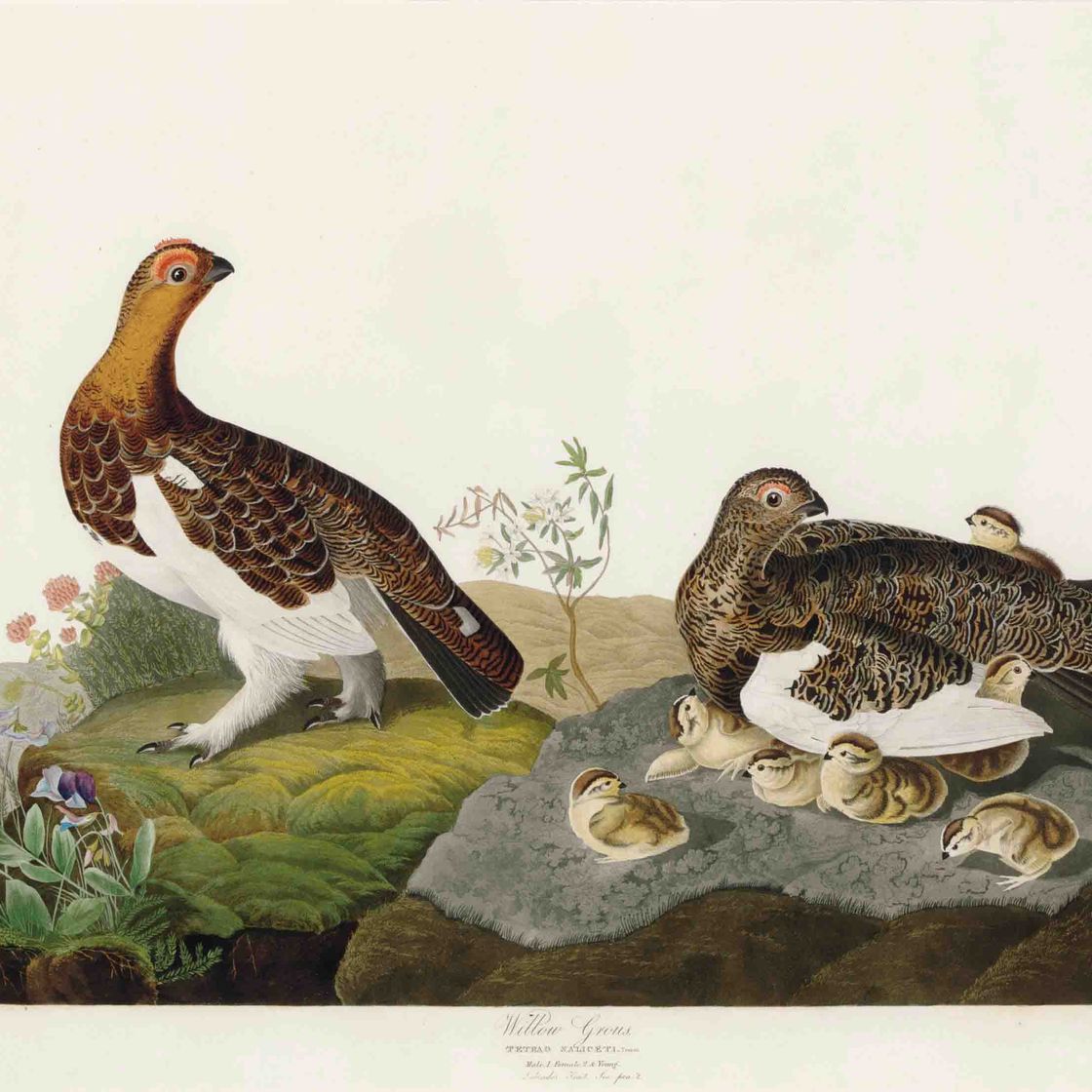 John James Audubon — Ивовая крупа (пластинчатая CXCI) Tetrao saliceti, вариант 2