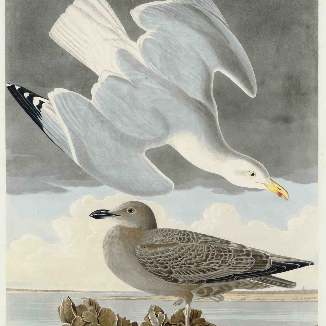John James Audubon — Серебристая чайка (Plate CCXCI) Larus argentatus