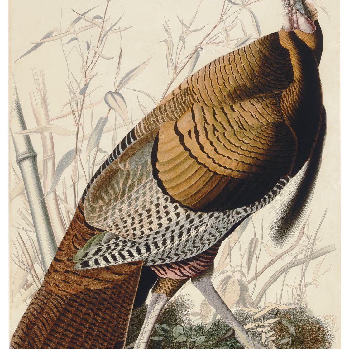 John James Audubon — Самец большого американского петуха (фото I) Meleagris gallopavo, вариант 1