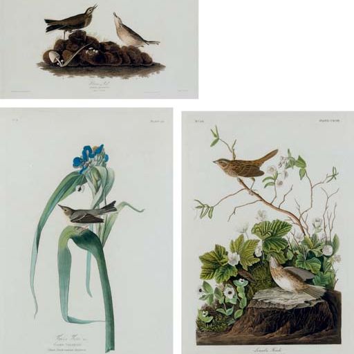 John James Audubon — Бурый жаворонок (Фото X), вариант 1; Вигорс Вирео (Фото 30), вариант 1; Линкольновский вьюрок (CXCIII); и американский водный узелок (фото CCCLXX) Anthus aquaticus; Вигорс Вирео вигорсии; Fringilla lincolnii; и Cinclus americanus