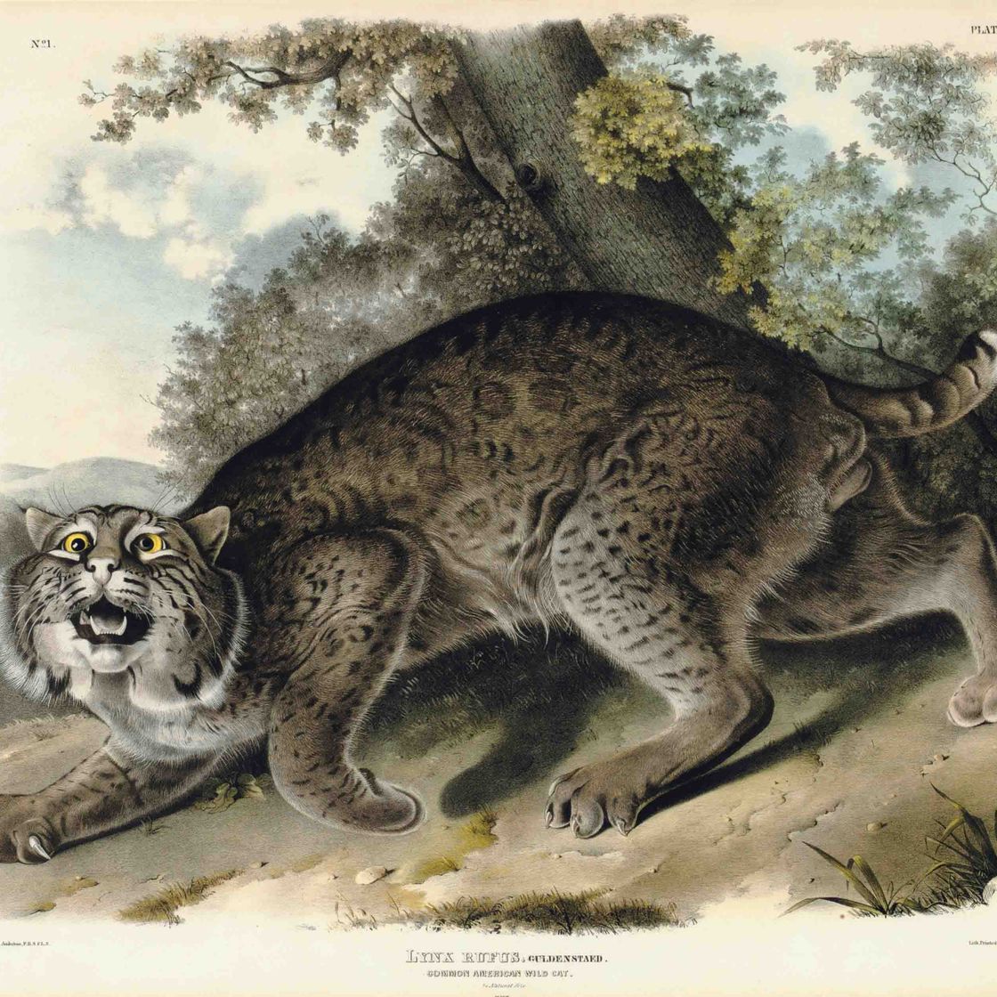 John James Audubon — Обыкновенная американская дикая кошка (Фото I) Рысь руфус