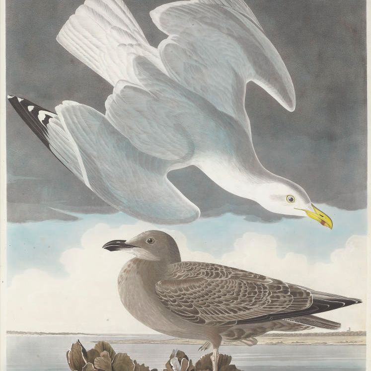 John James Audubon — Серебристая чайка (Plate CCXCI) Larus argentatus