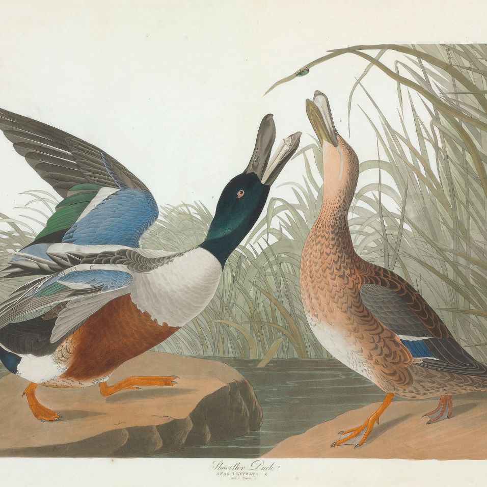 John James Audubon — Утка-лопатка (Plate CCCXXVII) Anas clypeata