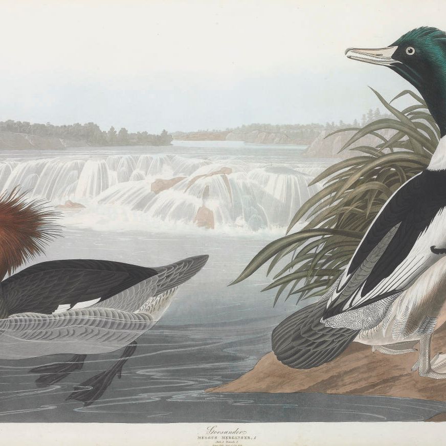 John James Audubon — Гусиный зоб (пластинка CCCXXXI) Mergus merganser