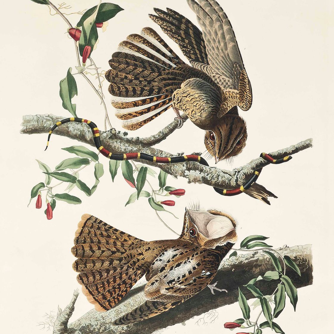 John James Audubon — Вдова Чака Уилла, Caprimulgus Carolinensis (фото 52)
