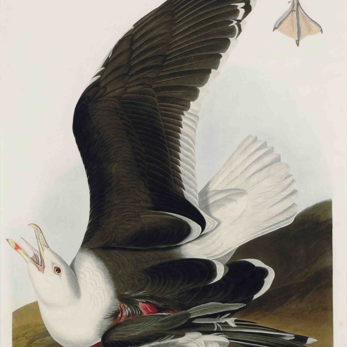 John James Audubon — Черноспинная чайка (пластинка CCXLI) Larus marinus