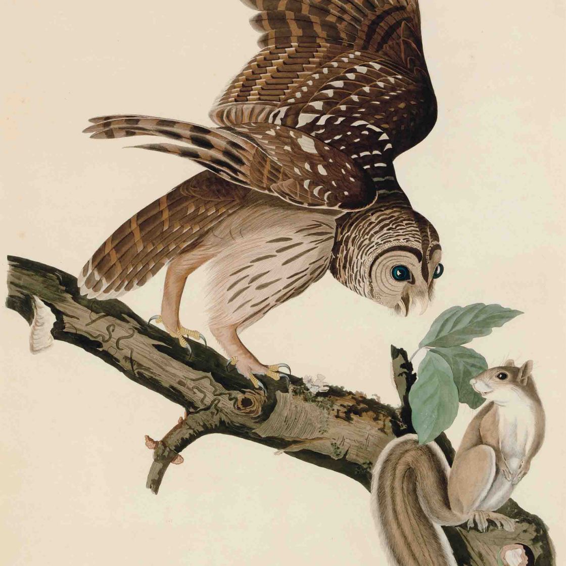 John James Audubon — Полосатая сова (фото XLVI) Strix nebulosa, вариант 2