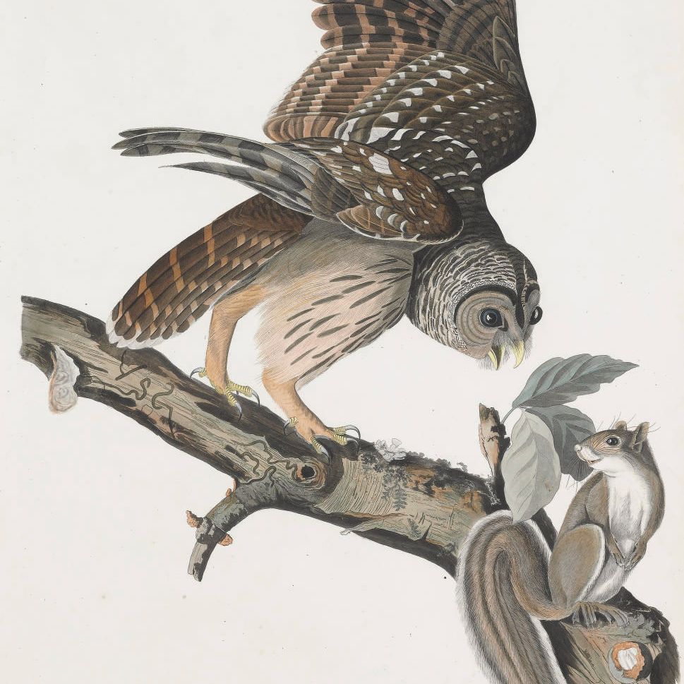 John James Audubon — Полосатая сова (фото XLVI) Strix nebulosa, вариант 2
