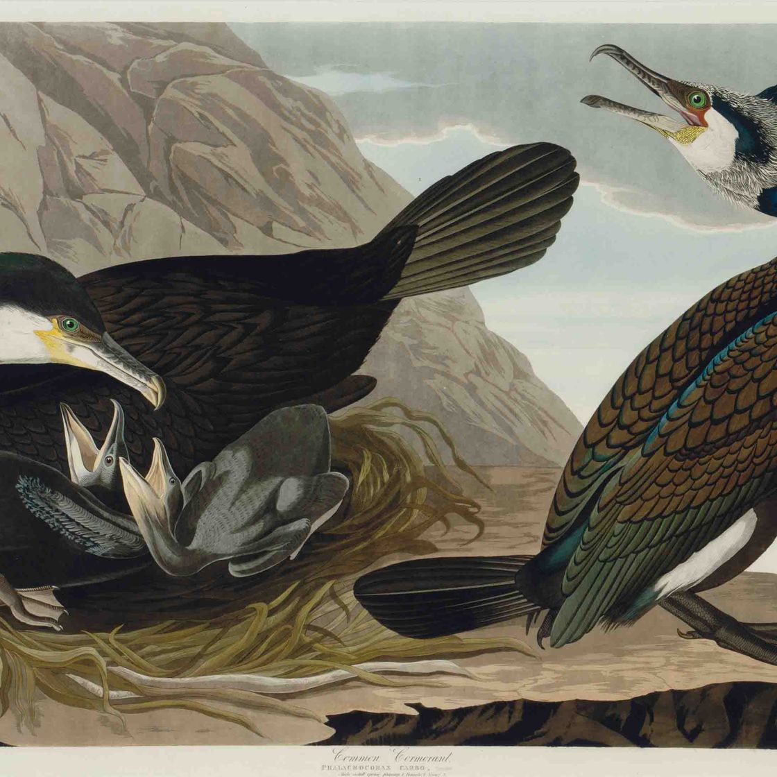John James Audubon — Обыкновенный баклан (пластинка CCLXVI) Phalacrocorax carbo