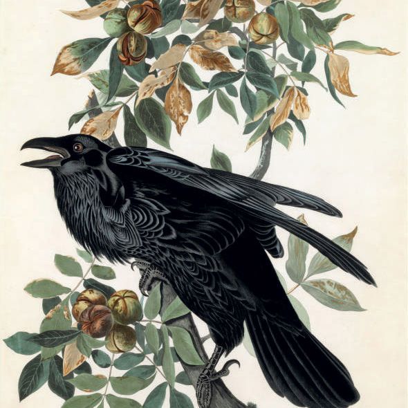 John James Audubon — Ворон (пластинчатый CI) Corvus corax