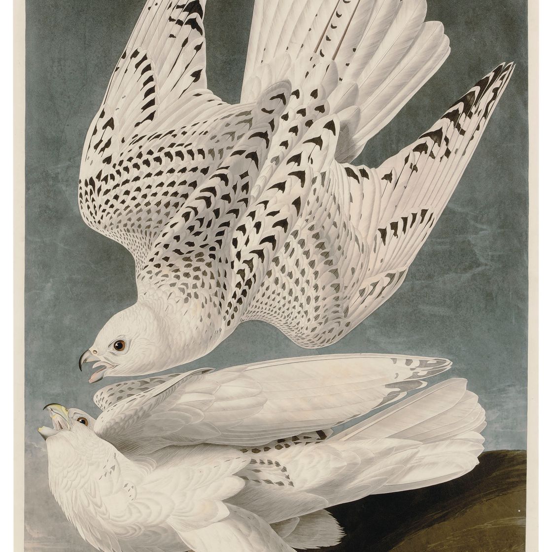 John James Audubon — Исландский или ястребиный сокол (фото CCCLXVI) Falco Islandicus