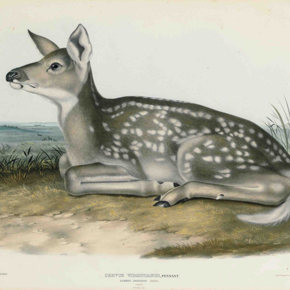 John James Audubon — Обыкновенный американский олень (пластинка LXXXI) Cervus virginianus