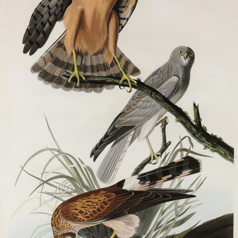 John James Audubon — Болотный ястреб (пластинка CCCLVI) Falco cyaneus