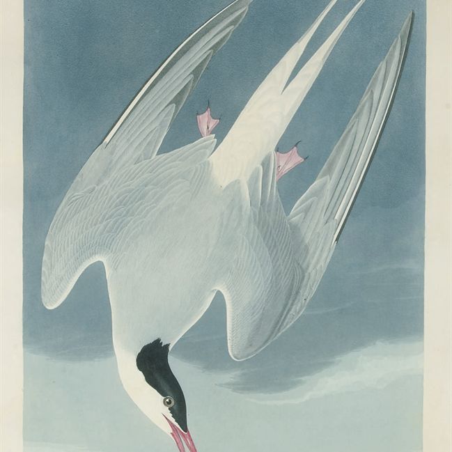 John James Audubon — Арктическая крачка (Plate CCL) Sterna Arctica